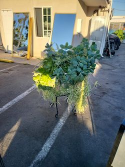 Planta