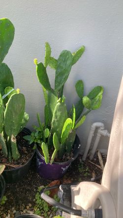 Plantas