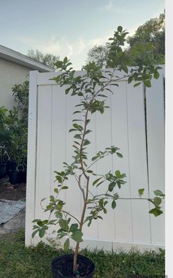 Mature strawberry tree with flower (6-7 ft tall) already had flowers