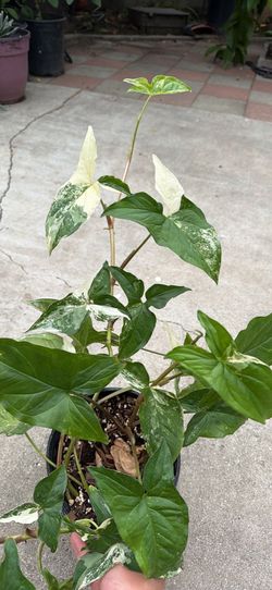 Syngonium albo variegated in 1g pot