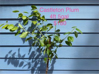 castleton plum tree