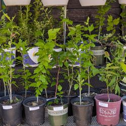 Homemade Bird Houses 