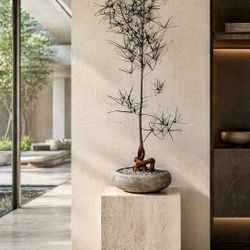 ~ 5 Ft Queensland Bottle Tree/ Brachychiton Rupestris (Planter Included)