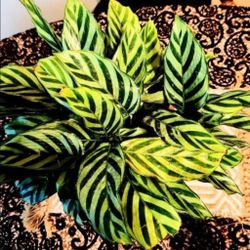 Beautiful Ornamental Plant 🪴 