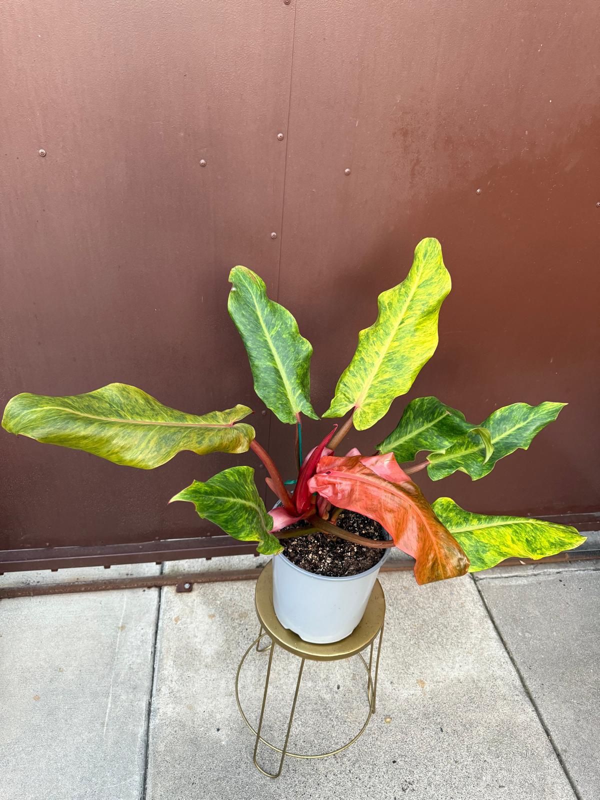 8 philodendron orange marmalade