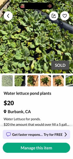 Water lettuce pond plants