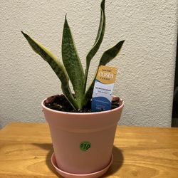 Exotic Angel Plant