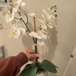 Orchid Plant 