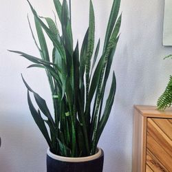 Snake Plants – Multiple Sizes - $5 to $75
