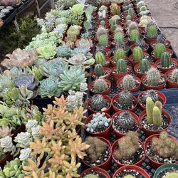 Colorful Healthy Cactus and Succulent Plants In COVINA