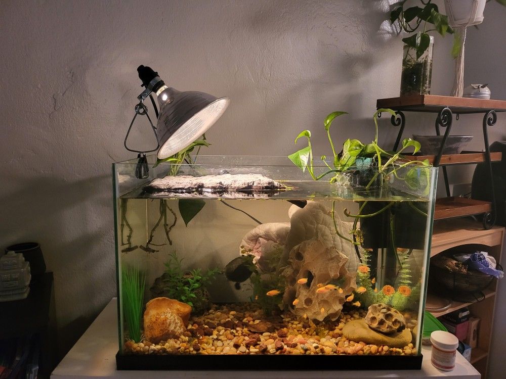 25 Gallon Tank Aquarium
