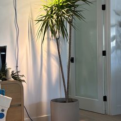 6.5 ft Dracena with pot. Indoor/ outdoor plant