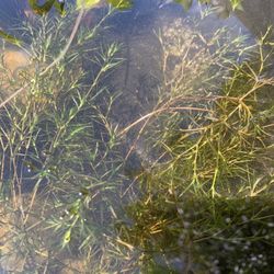 Najas/ Guppy Grass 