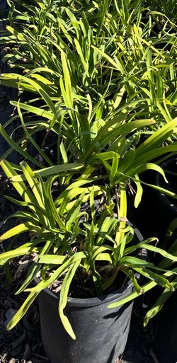 Lily Of The Nile / Agapantha Plant