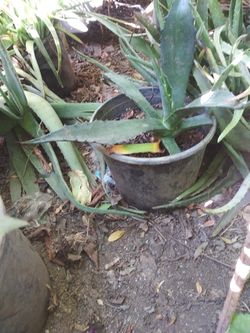 Plantas