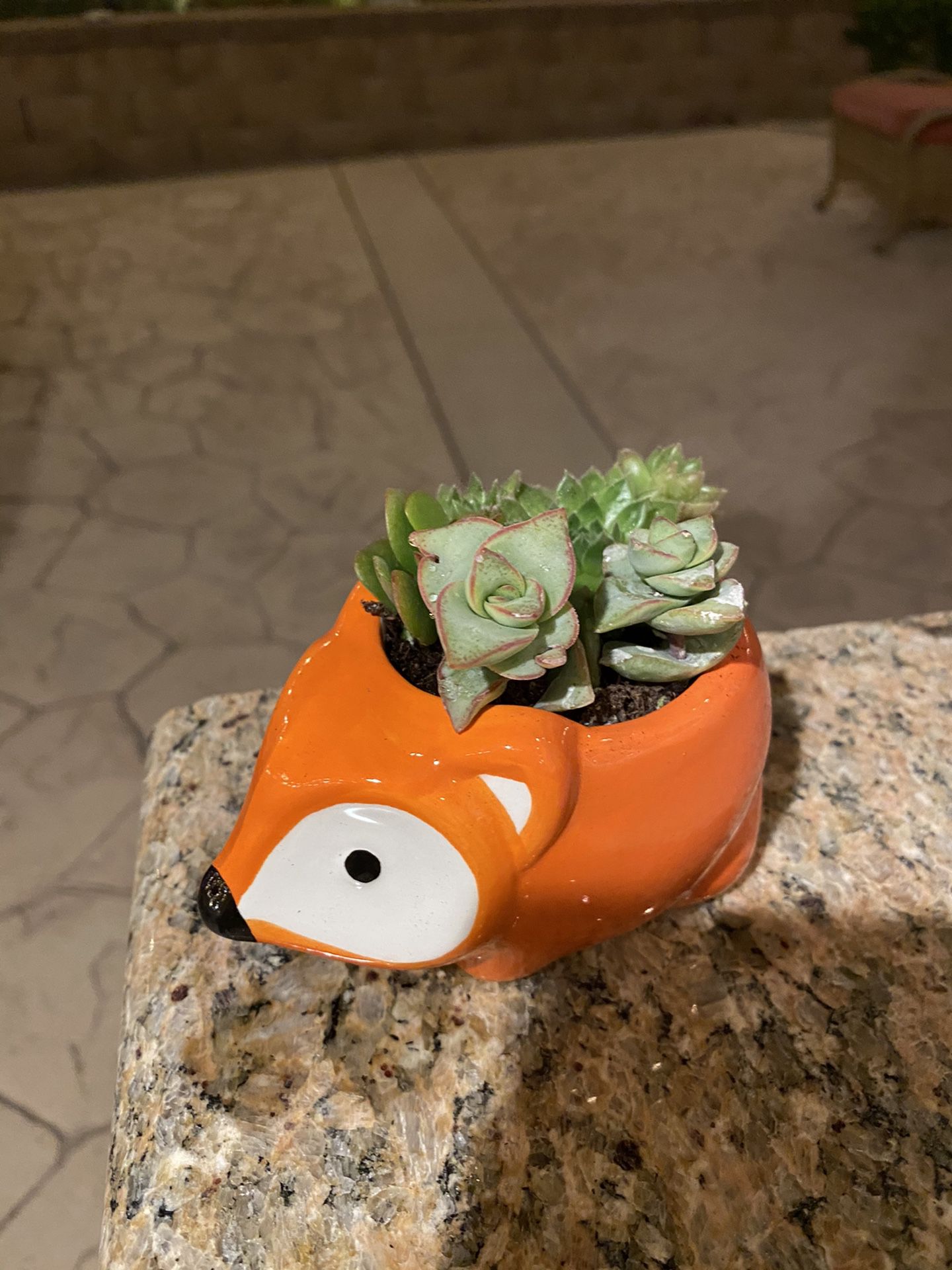 Succulent ceramic fox 🦊 pot