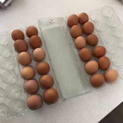 Organic Chicken Eggs 