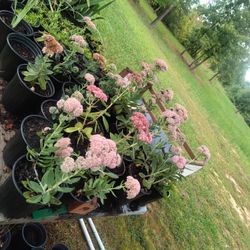 Variety Of Plant Flowers