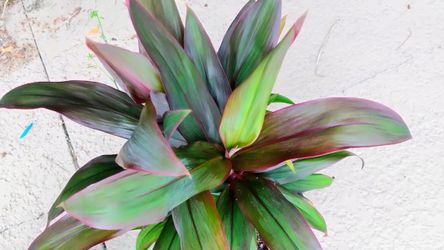 Hawaiian Ti Red Sister Plant