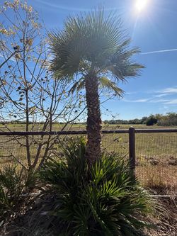 Mediterranean Fan Palm