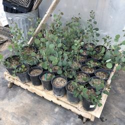 Eucalyptus Silver Dollar Gum Tree Arbol Plant 