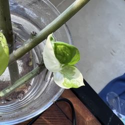 Half And Half Plant 