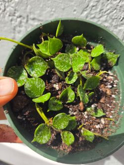 Hoya Curtisii
