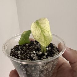 Monstera White Monster 
