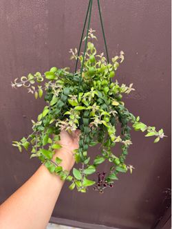 6” curly lipstick plant soon to bloom