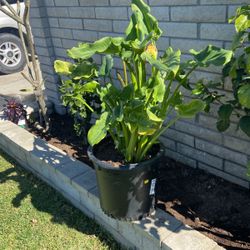 Lily Plantas 