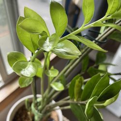 Healthy ZZ Plant – $40 OBO