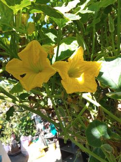 Flor DE Calabaza Para Quesadillas