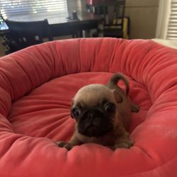 Super Cute Dog Bed Pink 