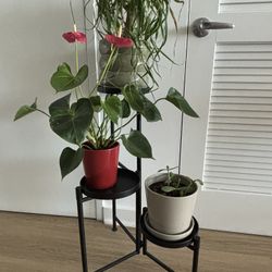 3 Plants And Black Cupboard