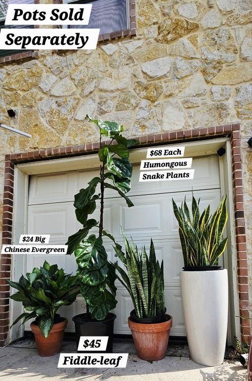 ๐ฟ Humongous Sansavaria Snake Plants
๐ฟ Large Fiddle-leaf Tree Chinese Evergreens Plants