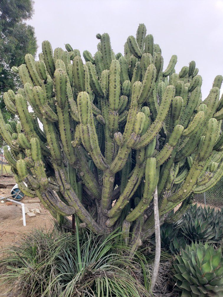 New cactus peeler, pelador de nopales for Sale in Corona, CA - OfferUp