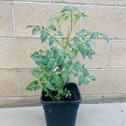 Tomato seedlings plants 🪴