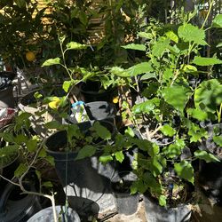 Mulberry tree with fruit
