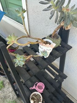Plant