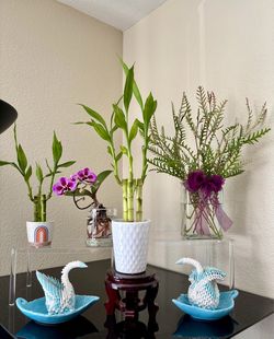 Lucky Bamboo and Orchid