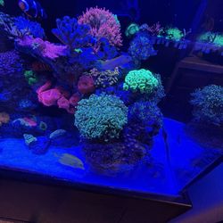 Corals for Sale