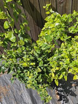  Arabian Jasmine Live 