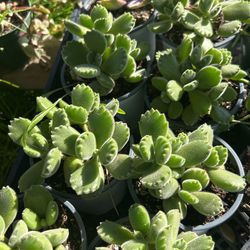 Suculents 