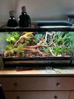 Reptile tank