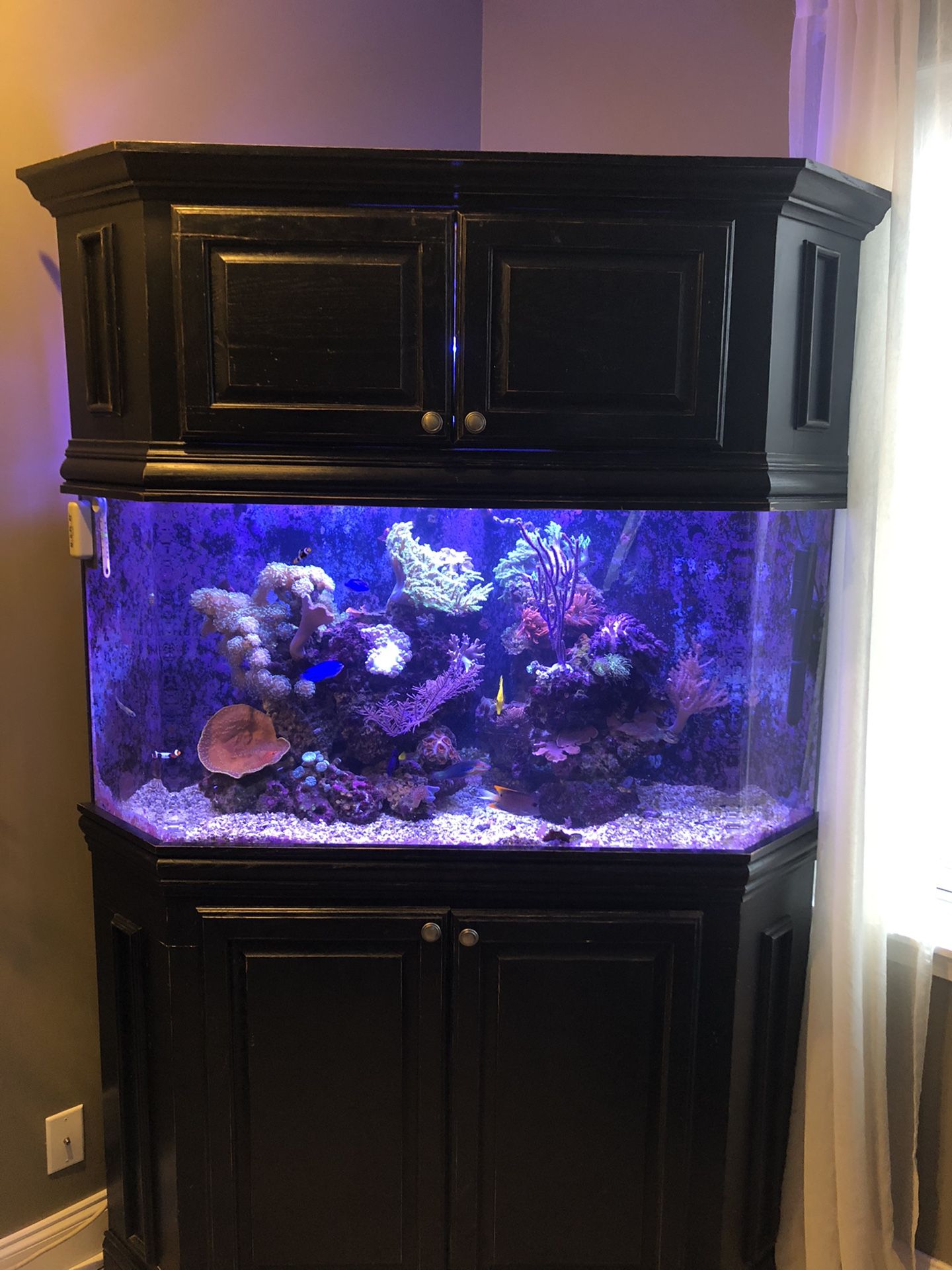 100 gallon corner aquarium with custom stand and canopy