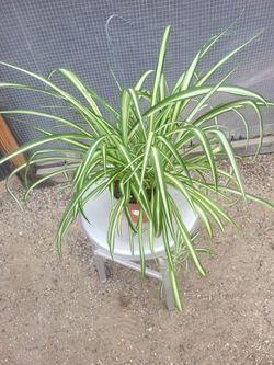 Spider Plant 6" Nursery Pot