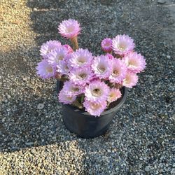 Cacti  