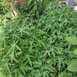 Free: Papaya Plant- Unknown Variety 