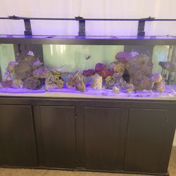 150g Saltwater Aquarium 