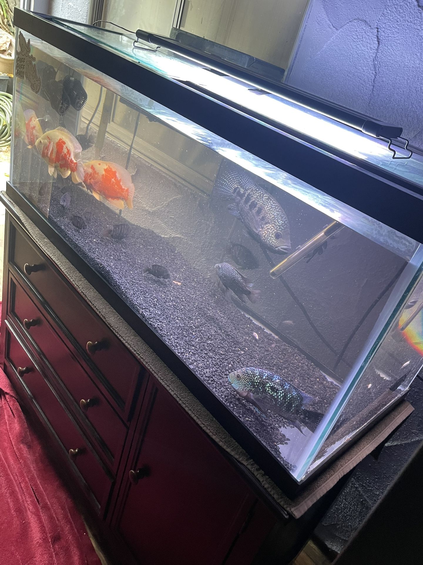 Fish Tank 